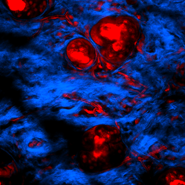 IVM-CMS3 (Confocal and Two-Photon Smart v. 3)