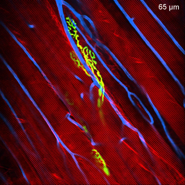 IVM-CMS3 (Confocal and Two-Photon Smart v. 3)